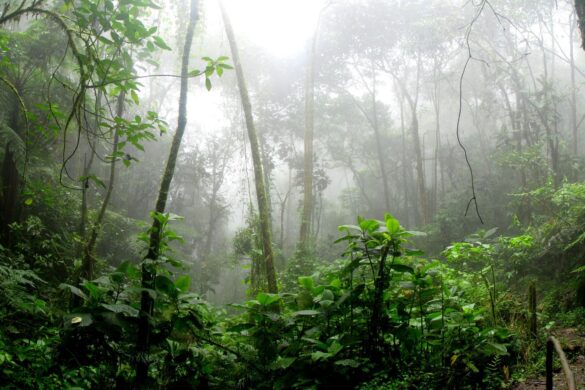 COP16 Roma: richiesti interventi per tutelare la biodiversità