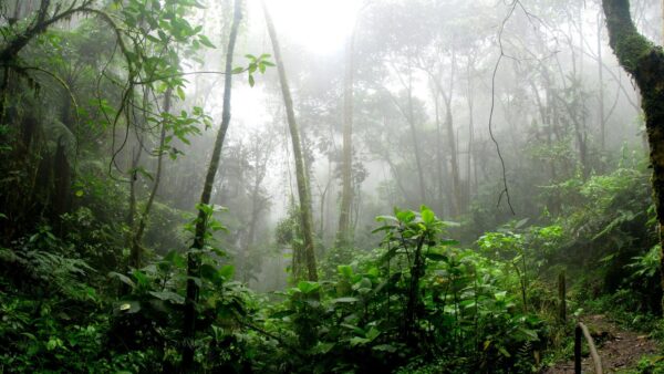 cop16