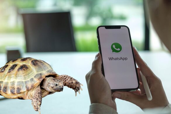 WhatsApp e il mistero della Modalità Tartaruga: di cosa si tratta?