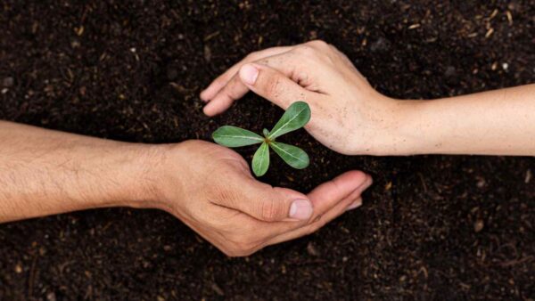 Il riscaldamento globale accelera l’assorbimento di nanoplastiche nelle piante, con effetti devastanti sulla natura e sulla salute umana.