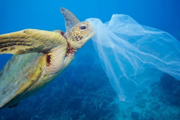 Microplastiche nei terreni agricoli: uno studio rivela danni alla produttività delle colture