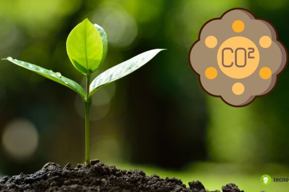 Carbonio: assorbimento e rilascio non più equilibrati