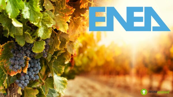 enea