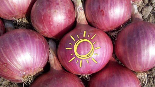 I ricercatori creano una pellicola naturale con buccia di cipolla per proteggere i pannelli solari dai raggi UV e migliorarne la durata.