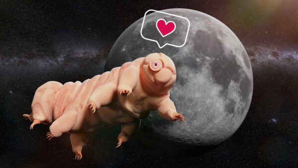 I tardigradi potrebbero migliorare la radioterapia, proteggendo le cellule sane dai danni grazie alla loro proteina Dsup.