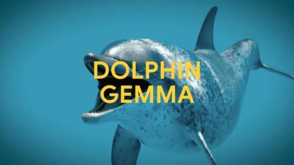 DolphinGemma