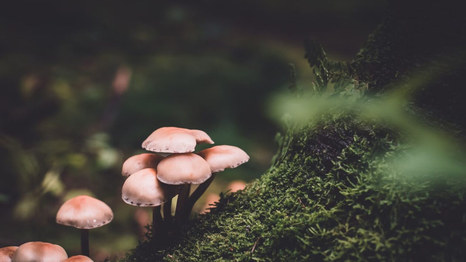 Funghi