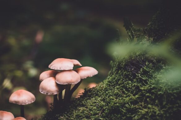 Micelio e raffrescamento naturale