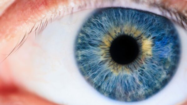 retina