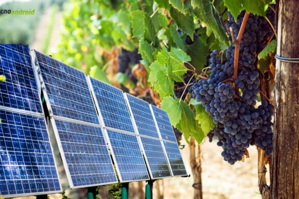 Vigna sostenibile: nuova opzione con il fotovoltaico