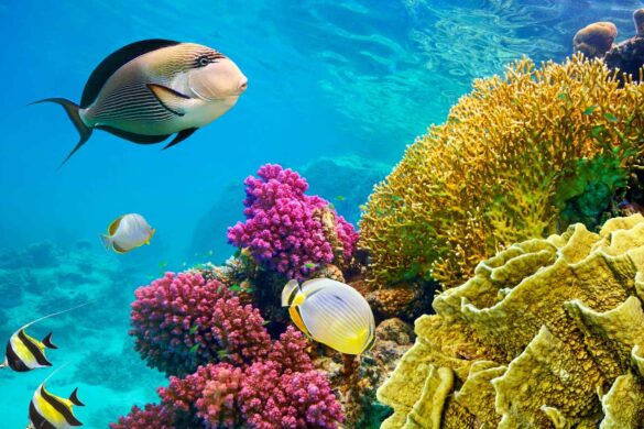 Deep Sea Mining: i rischi a fronte di risorse preziose
