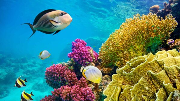 Il deep sea mining offre risorse per tecnologie verdi, ma comporta rischi ecologici gravi e danni a lungo termine agli ecosistemi marini.