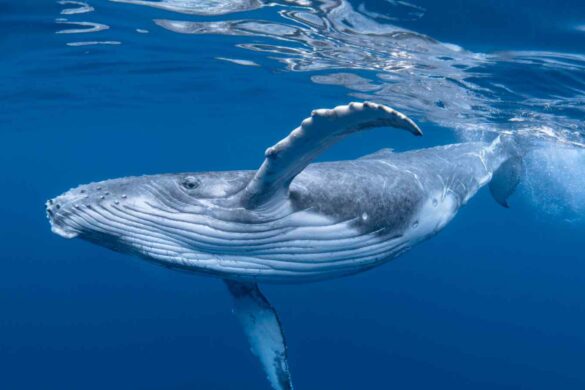 Dynafin propulsore eco-friendly: navi ispirate alla coda di balena