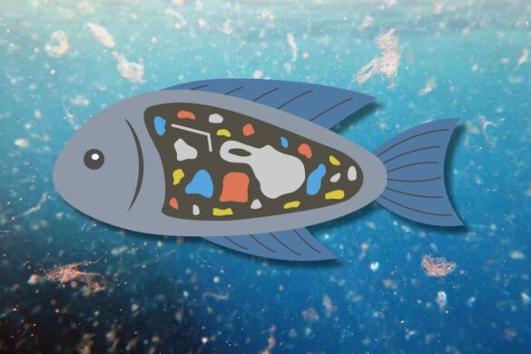 Il viaggio invisibile delle microplastiche nei mari profondi