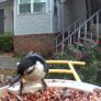 Birdfy Feeder 2 Pro - immagine 12 photo