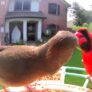 Birdfy Feeder 2 Pro - immagine 11 photo