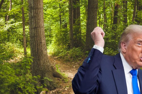 Con Trump in pericolo anche le foreste?
