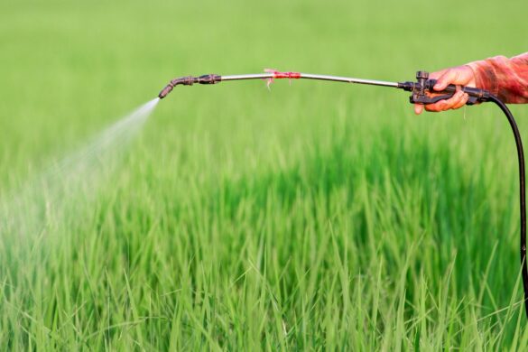 Pesticidi: nuova analisi sulla salute umana