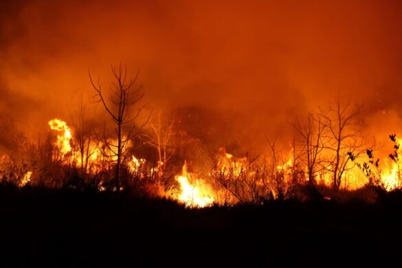 Incendi boschivi: presentato il report per il 2024