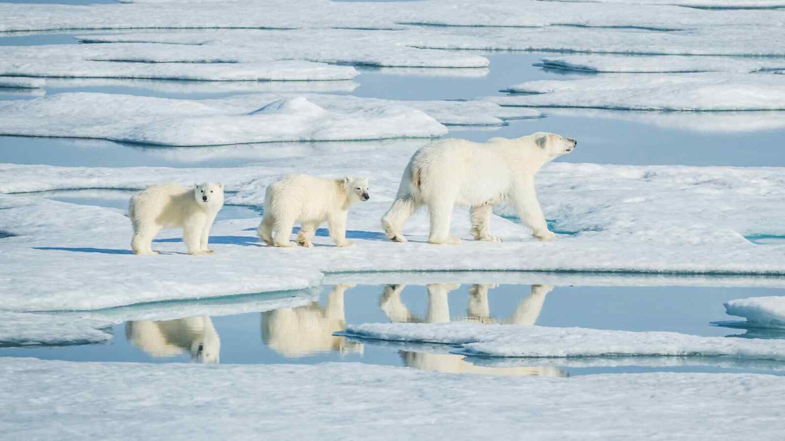 Il Pentagono sospende i dati sul ghiaccio artico, lasciando la ricerca climatica e la navigazione polare senza aggiornamenti vitali.