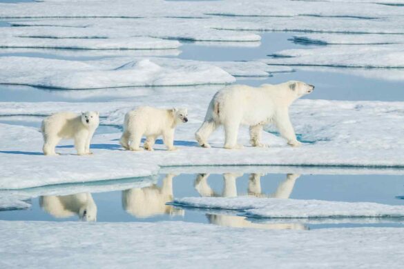 Il Pentagono chiude i dati: rischio per clima e sicurezza globale