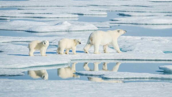 Il Pentagono sospende i dati sul ghiaccio artico, lasciando la ricerca climatica e la navigazione polare senza aggiornamenti vitali.