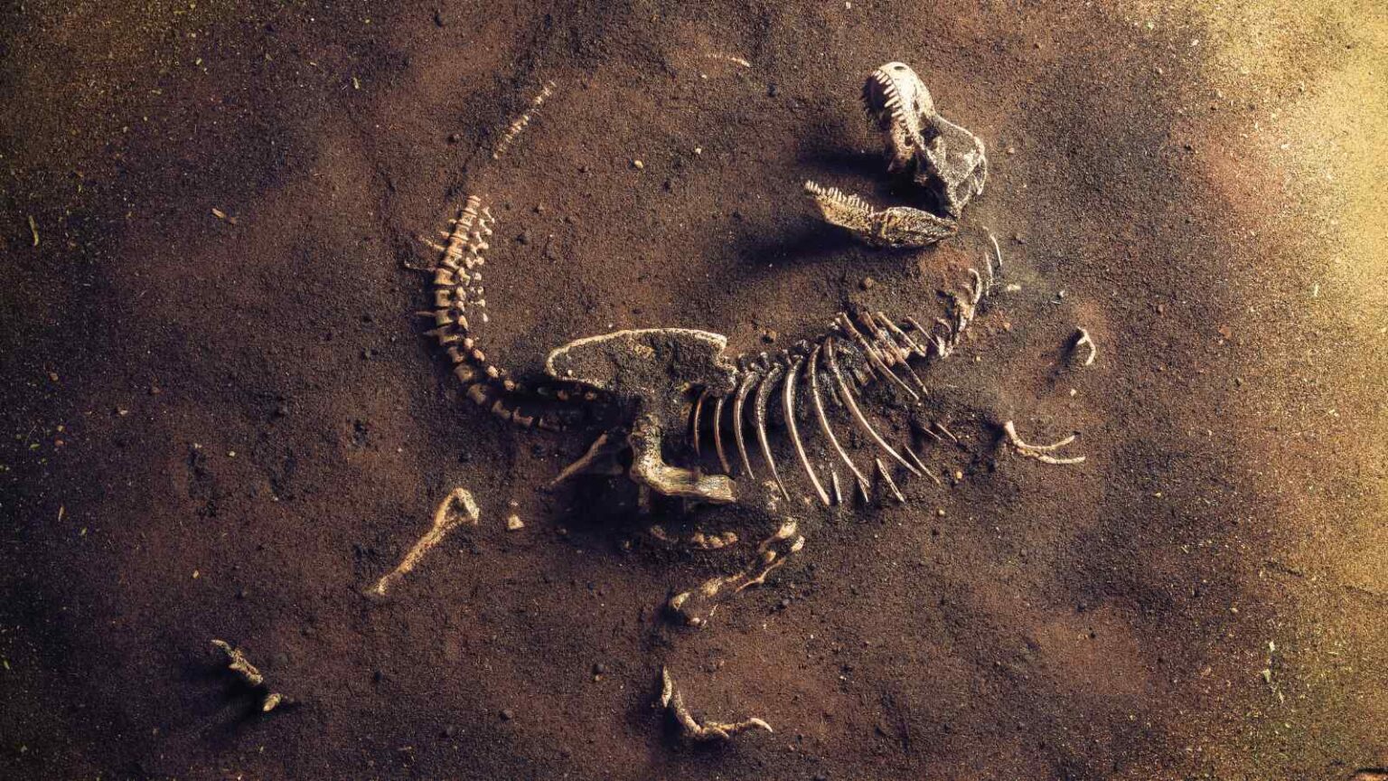 Il T. rex era più lento, piumato e forse spazzino: la scienza riscrive il profilo del più iconico tra i dinosauri.