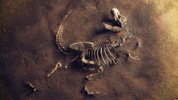 Il T. rex era più lento, piumato e forse spazzino: la scienza riscrive il profilo del più iconico tra i dinosauri.