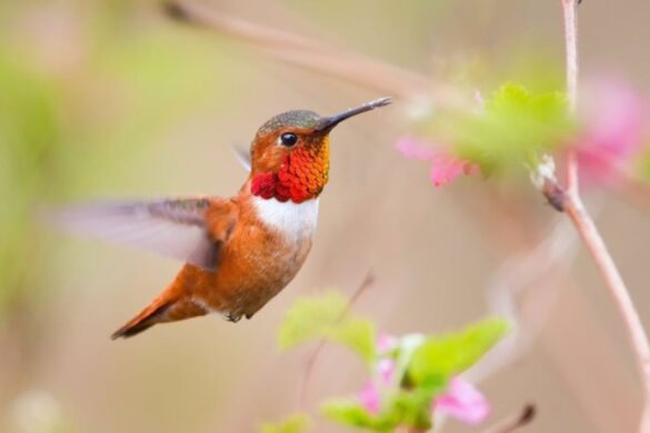 Google presenta Perch 2.0, l’AI che ascolta la natura per salvare le specie a rischio