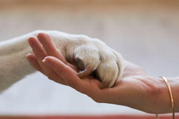 Fi Mini: arriva il nuovo collare per la sicurezza degli animali domestici