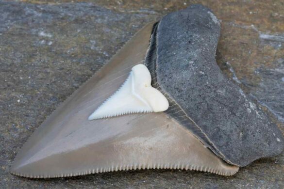 La chimica dei denti fossili svela il clima del Tardo Giurassico