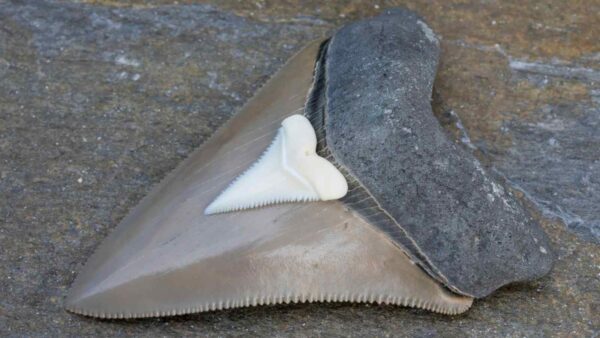 Un dente fossile ha permesso di ricostruire l’atmosfera e i livelli di CO₂ di 150 milioni di anni fa nel Giurassico.