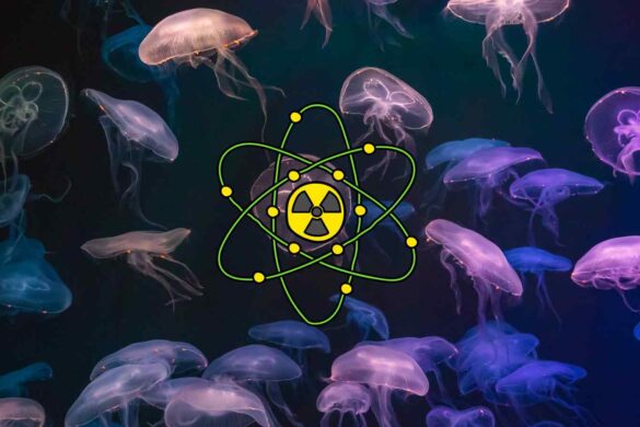 Meduse vs. tecnologia: il blackout surreale di Gravelines