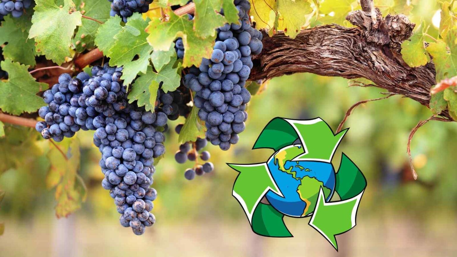 Ricercatori trasformano i tralci di vite in sacchetti compostabili che si degradano in soli 17 giorni, riducendo l’impatto della plastica.