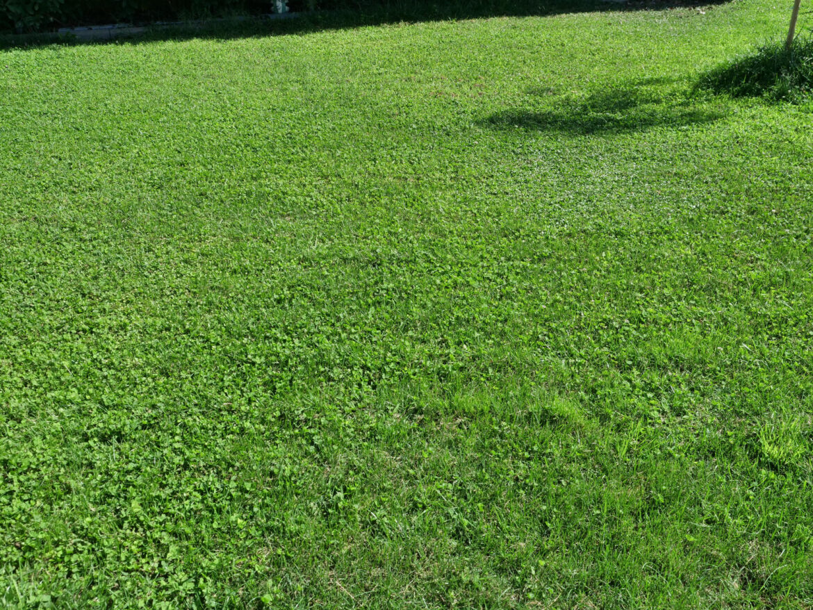 PYARDCARE MPlus PYARDCARE MPlus