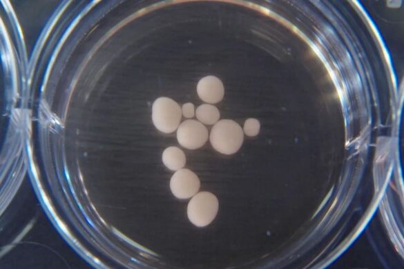 Mini-cervelli in laboratorio: l’AI impara dalla biologia