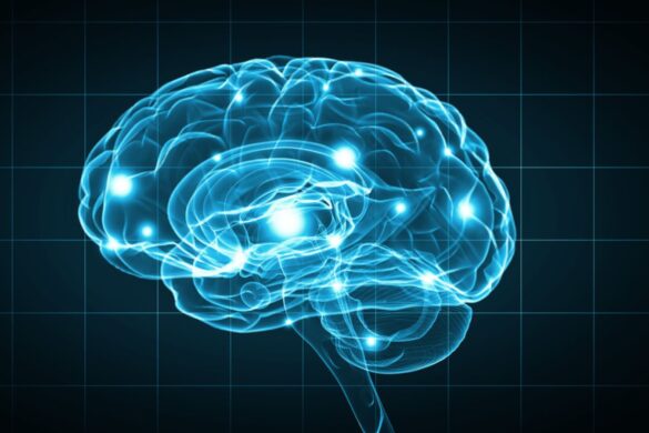 Arriva la mappa dell’attività cerebrale durante le decisioni
