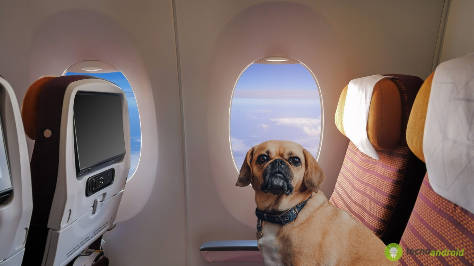 cani in cabina aereo