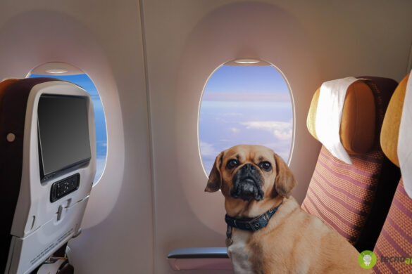Cani grandi in cabina: le nuove regole per viaggiare in aereo insieme