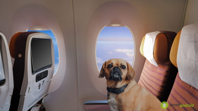 cani in cabina aereo