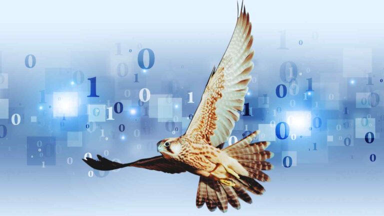 RoboFalcon2.0, un falco robot cinese, decolla autonomamente e riproduce fedelmente i movimenti del volo reale.