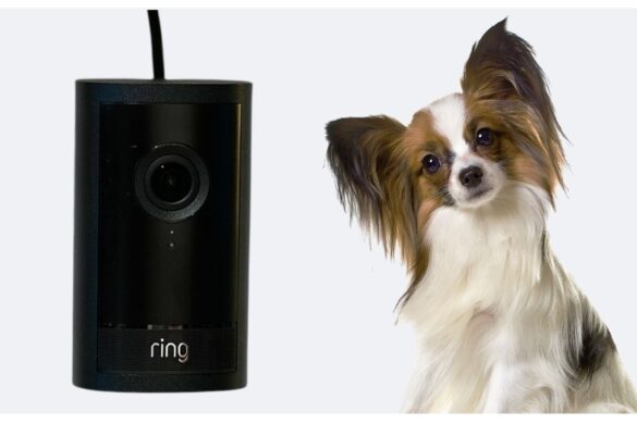 Ring Search Party: l’IA entra in azione per ritrovare i cani smarriti