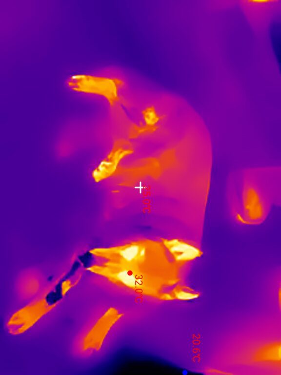 Thermal Master P1 - immagine 9 Thermal Master P1 - immagine 9