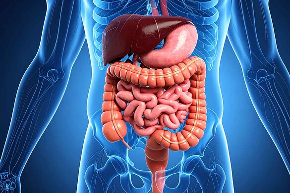 Mini-colon 3D riproduce tessuti reali e rivoluziona la ricerca