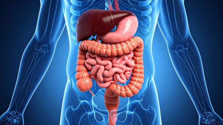 Ricercatori creano un colon umano in miniatura 3D per testare farmaci con maggiore precisione e senza usare animali.
