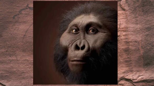 Ossa di mani e piedi riscrivono la storia del Paranthropus boisei