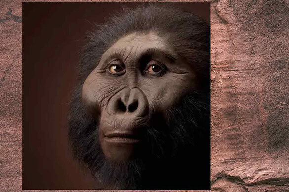 Ossa di mani e piedi riscrivono la storia del Paranthropus boisei