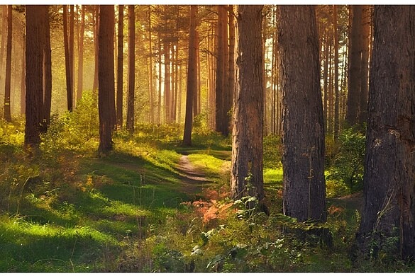 Google Forest Listeners: l’AI che ascolta la natura e aiuta la scienza