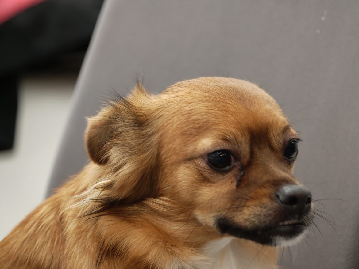 IMG IMG