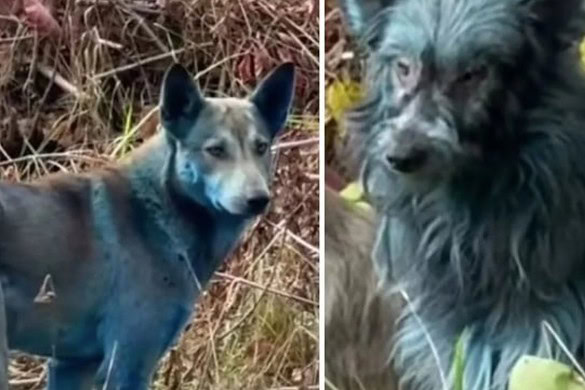 Avvistati cani blu a Chernobyl: ecco cosa è successo